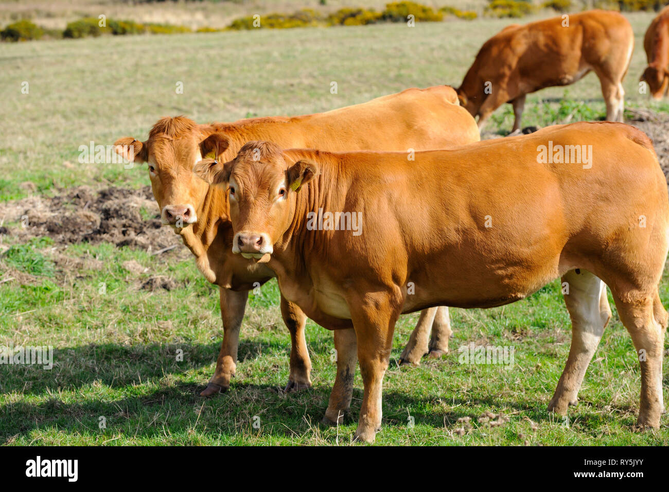 Two Jersey cows standing in a field, staring at the camera Stock Photo