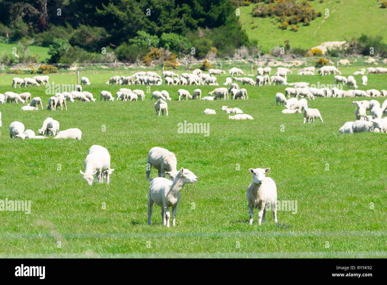 Sheep in New Zealand farm paddock Stock Photo Alamy