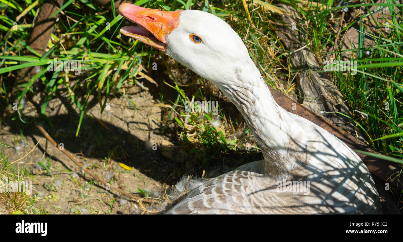 Goose on nest on edge of field with hissing orange beak open Stock