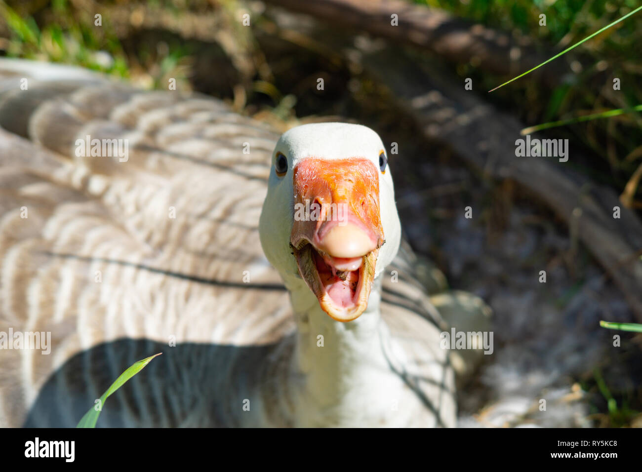 Goose on nest on edge of field with hissing orange beak open Stock