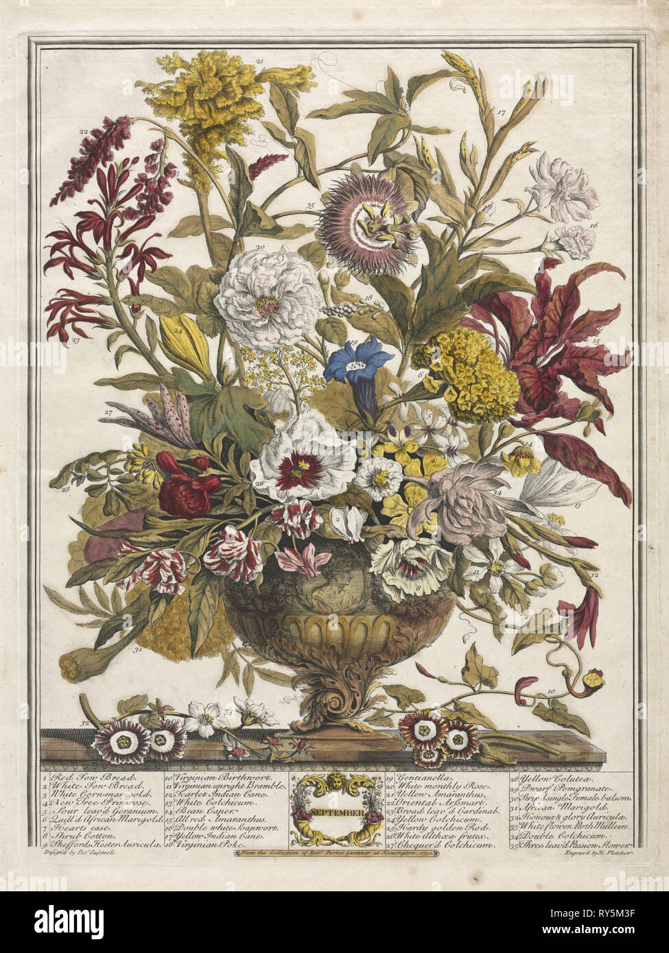 Twelve Months of Flowers:  September, 1730. Henry Fletcher (British, active 1715-38). Engraving, hand-colored; platemark: 40.8 x 31.2 cm (16 1/16 x 12 5/16 in.); paper: 46.7 x 35.5 cm (18 3/8 x 14 in Stock Photo