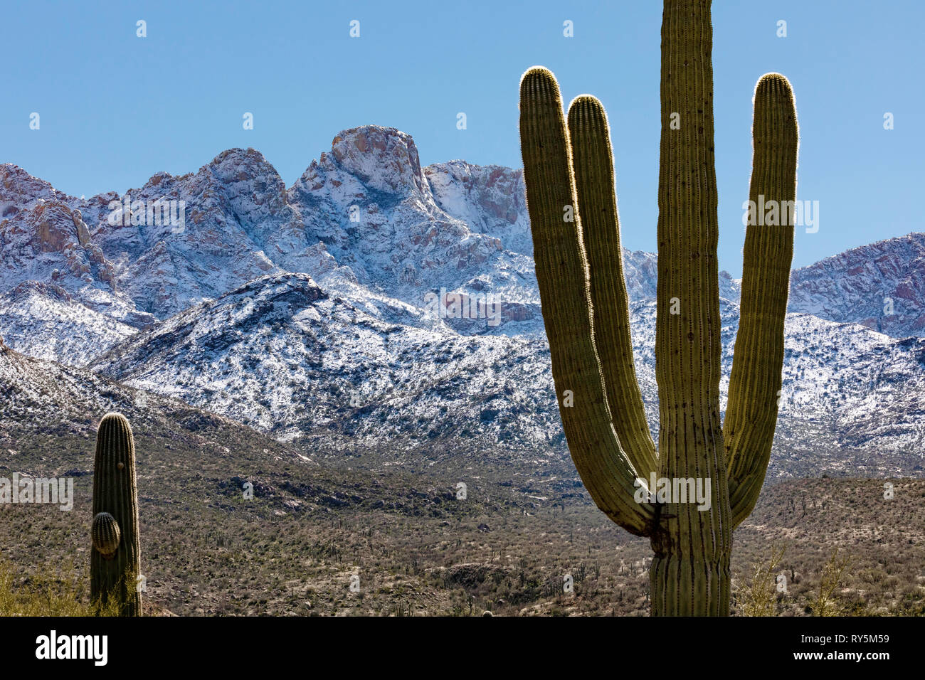 Fresh snowfall on Pusch Ridge, Catalina State Park, Tucson, Arizona, Giant Saguaro Cactus (Carnegiea gigantea) in foreground. Stock Photo