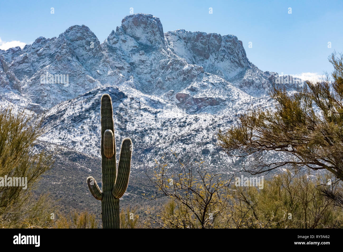 Fresh snowfall on Pusch Ridge, Catalina State Park, Tucson, Arizona, Giant Saguaro Cactus (Carnegiea gigantea) in foreground. Stock Photo