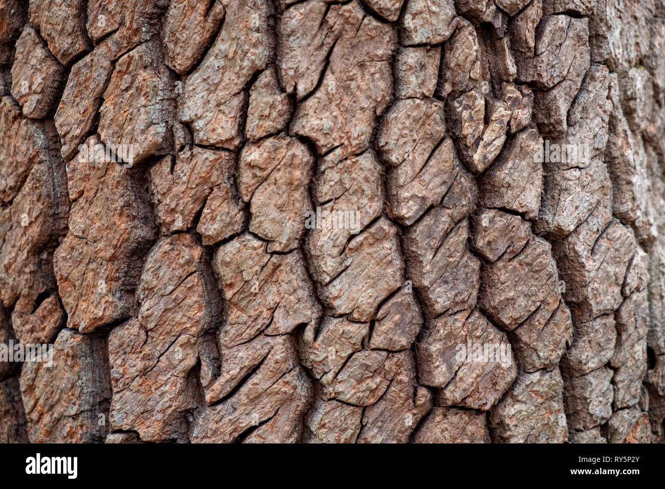 Closeup of the deep furrowed bark of a sourwood tree in North Carolina. Rich organic texture. Stock Photo