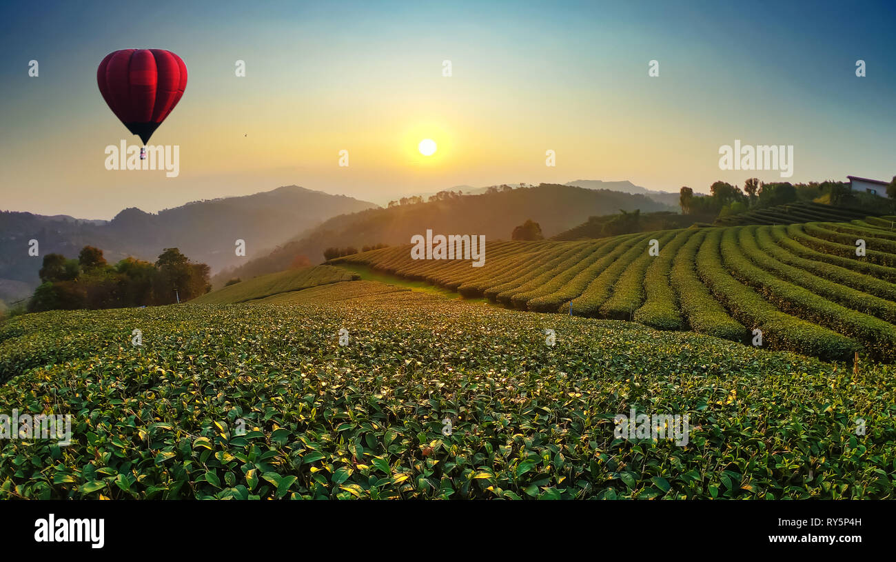 Red heart shape hot air balloons flying over the tea field. Stock Photo