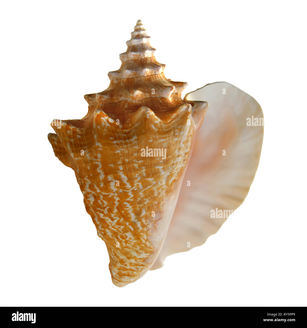Conck hi-res stock photography and images - Alamy Conck hi-res stock photography and images - Alamy