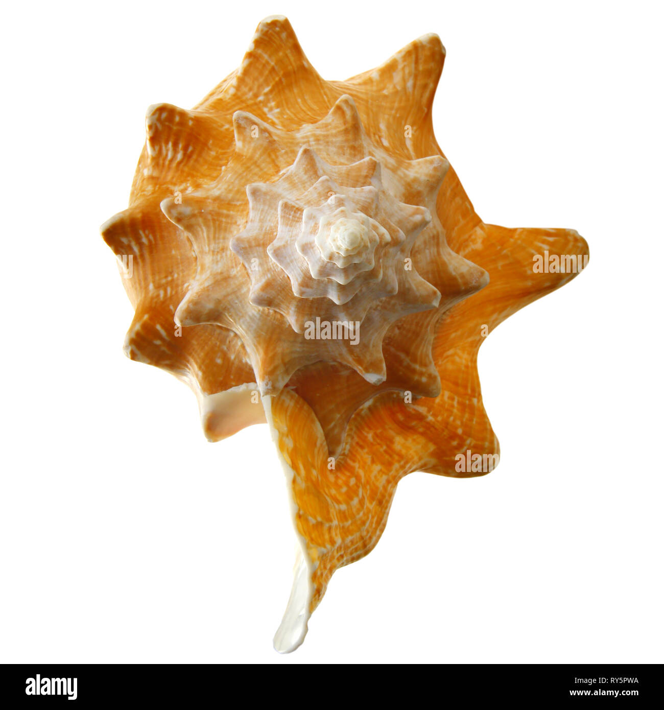 Conck hi-res stock photography and images - Alamy Conck hi-res stock photography and images - Alamy