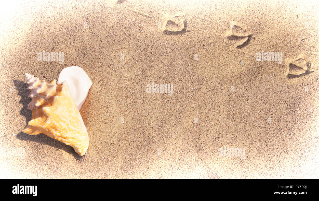 Conch shell feet hi-res stock photography and images - Alamy