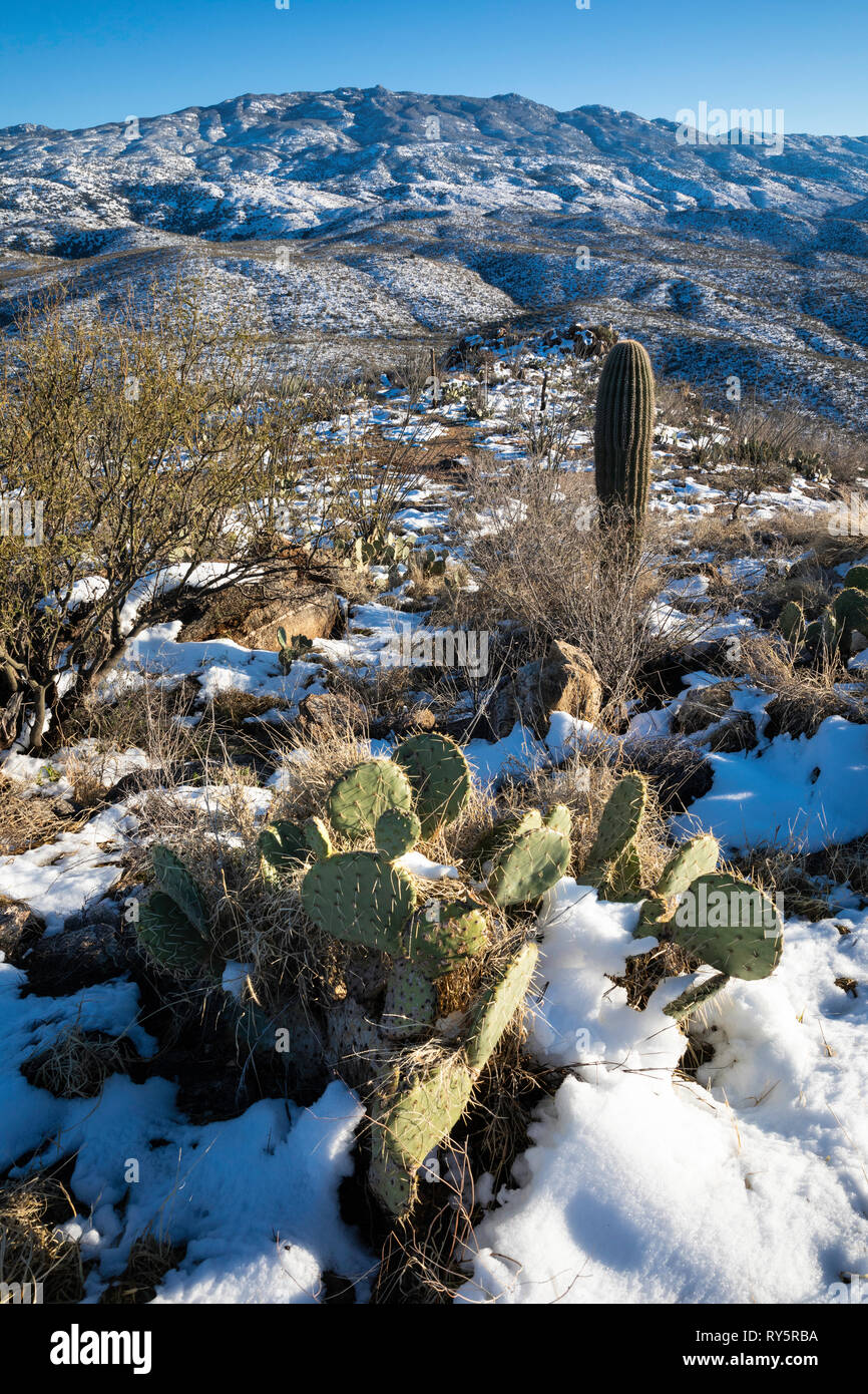 Rincon Mountains with fresh snow and cactus, Redington Pass, Tucson, Arizona Stock Photo