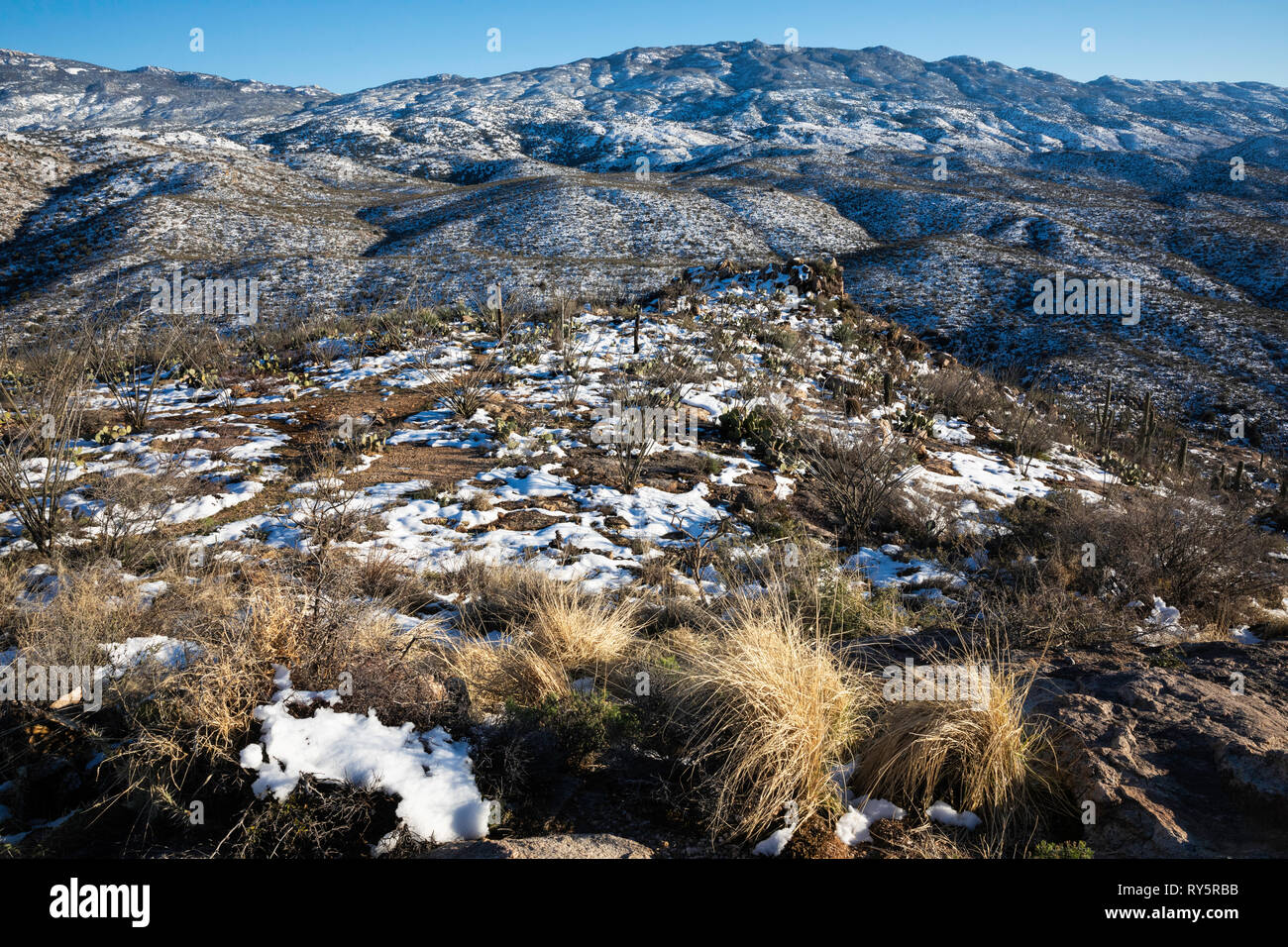 Rincon Mountains with fresh snow and golden grass, Redington Pass, Tucson, Arizona Stock Photo