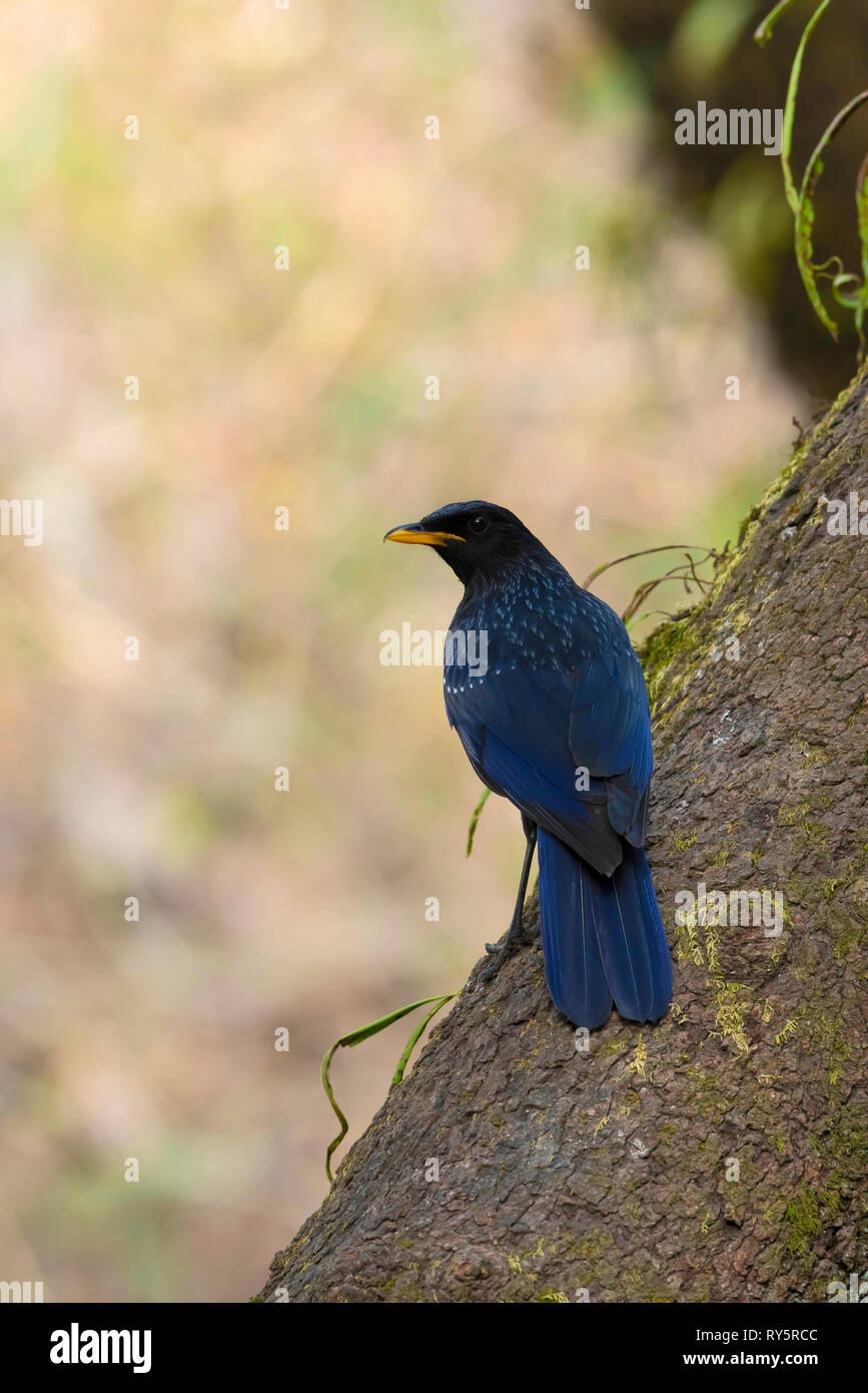 Blue whistling thrush, Myophonus caeruleus, Sattal, Uttarakhand, India Stock Photo