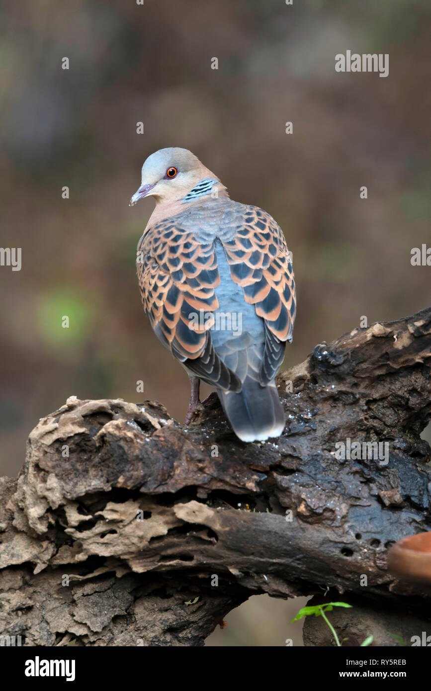 Oriental Turtle Dove, Streptopelia orientalis, Sattal, Uttarakhand ...