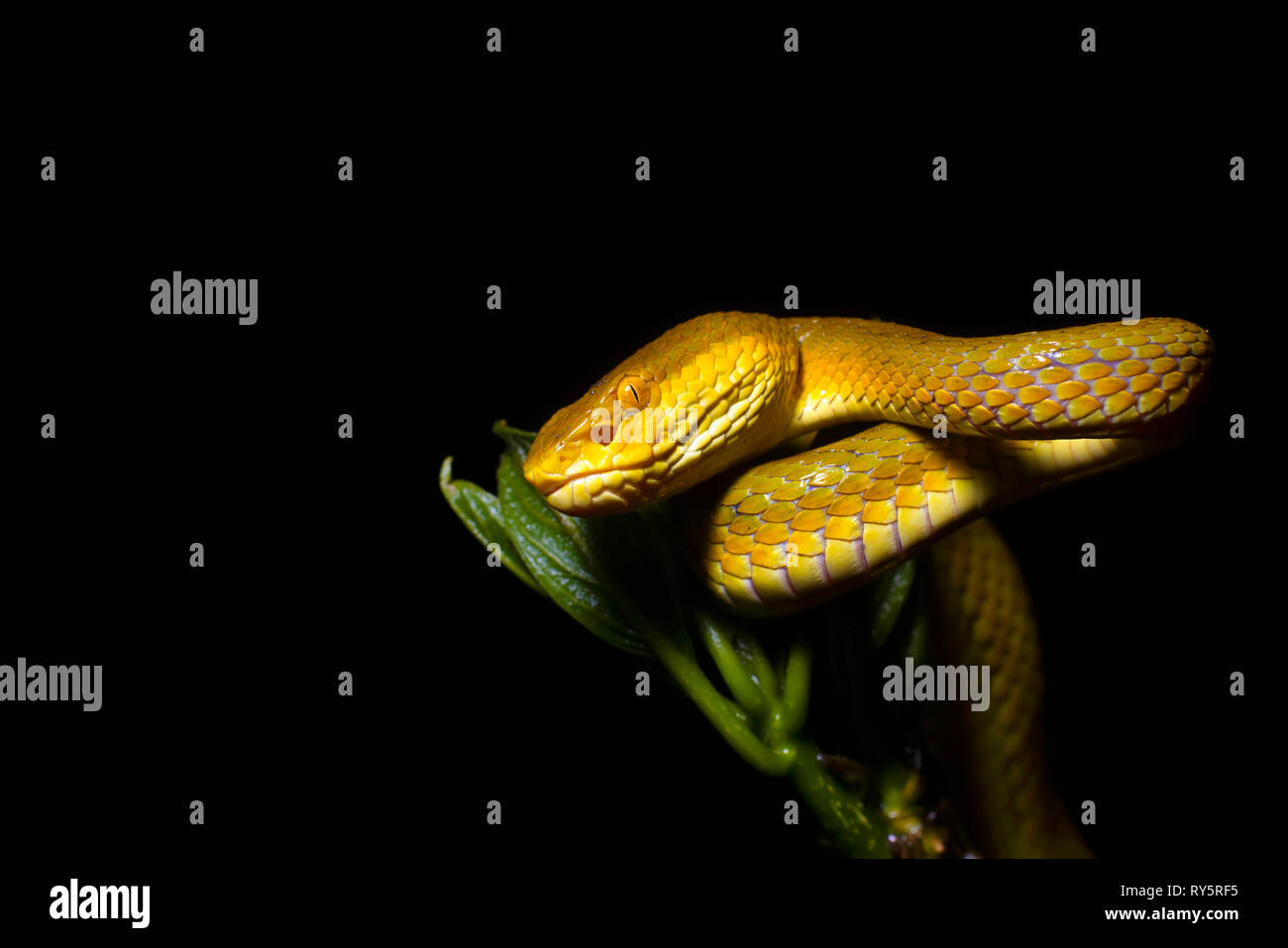 Bamboo Pit Viper, Yellow Morph, Trimeresurus gramineus, Amboli, Sindhudurg, Maharashtra, India Stock Photo