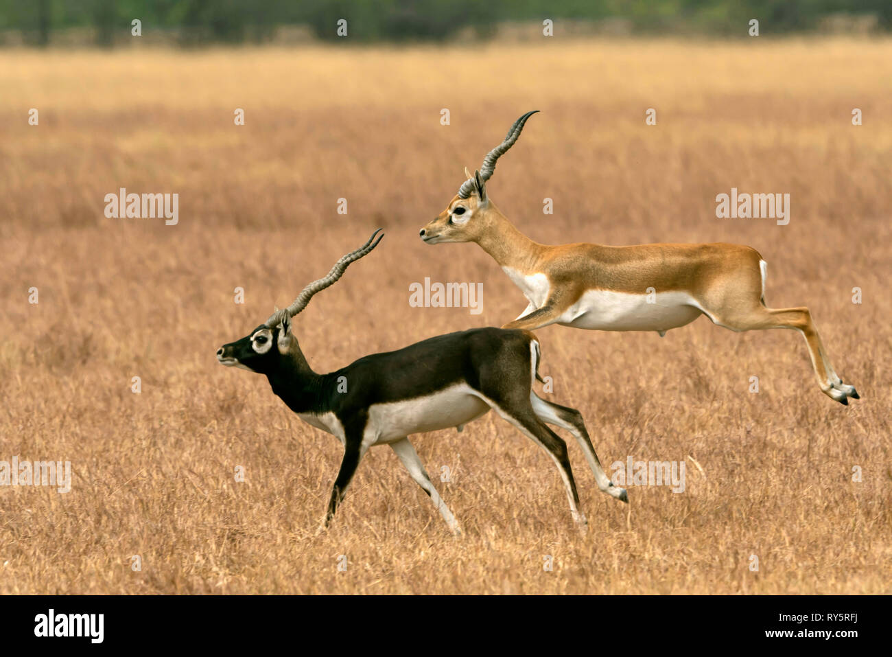 Blackbucks, Antilope cervicapra, Blackbuck National park, Velavadar, Bhavnagar, Gujarat, India Stock Photo
