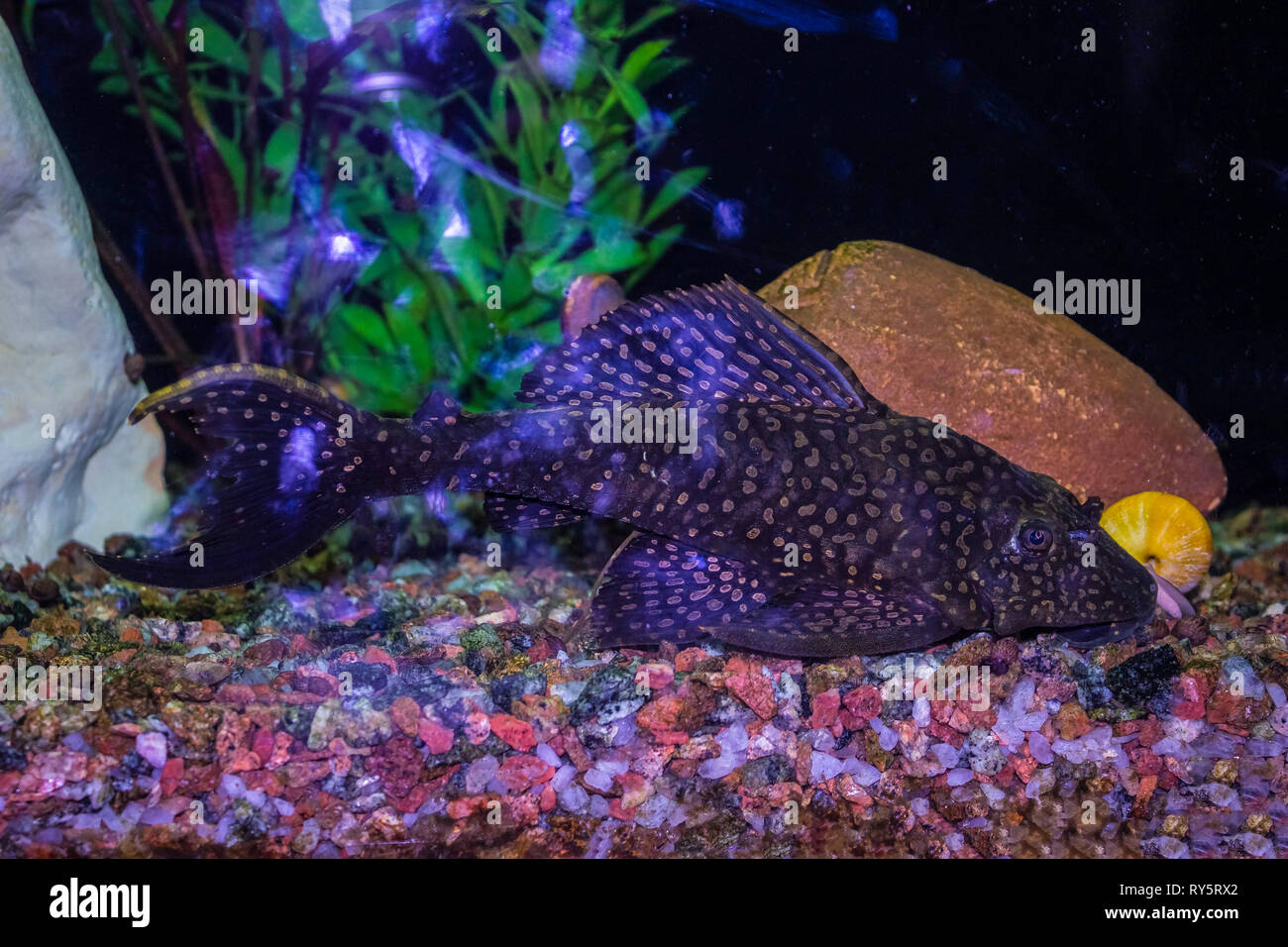 fish in freshwater aquarium with green beautiful planted tropical Stock Photo