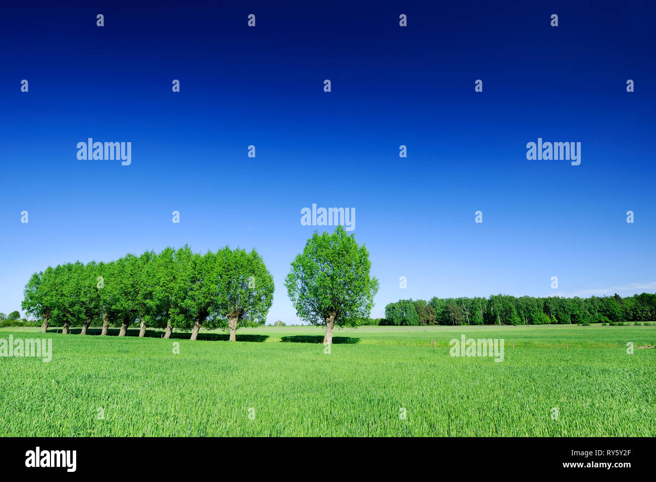 Sky among trees hi-res stock photography and images - Alamy