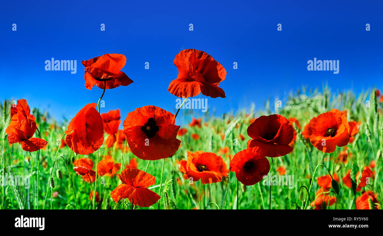 Close-up, field full of beautiful red poppies, blue sky in the ...