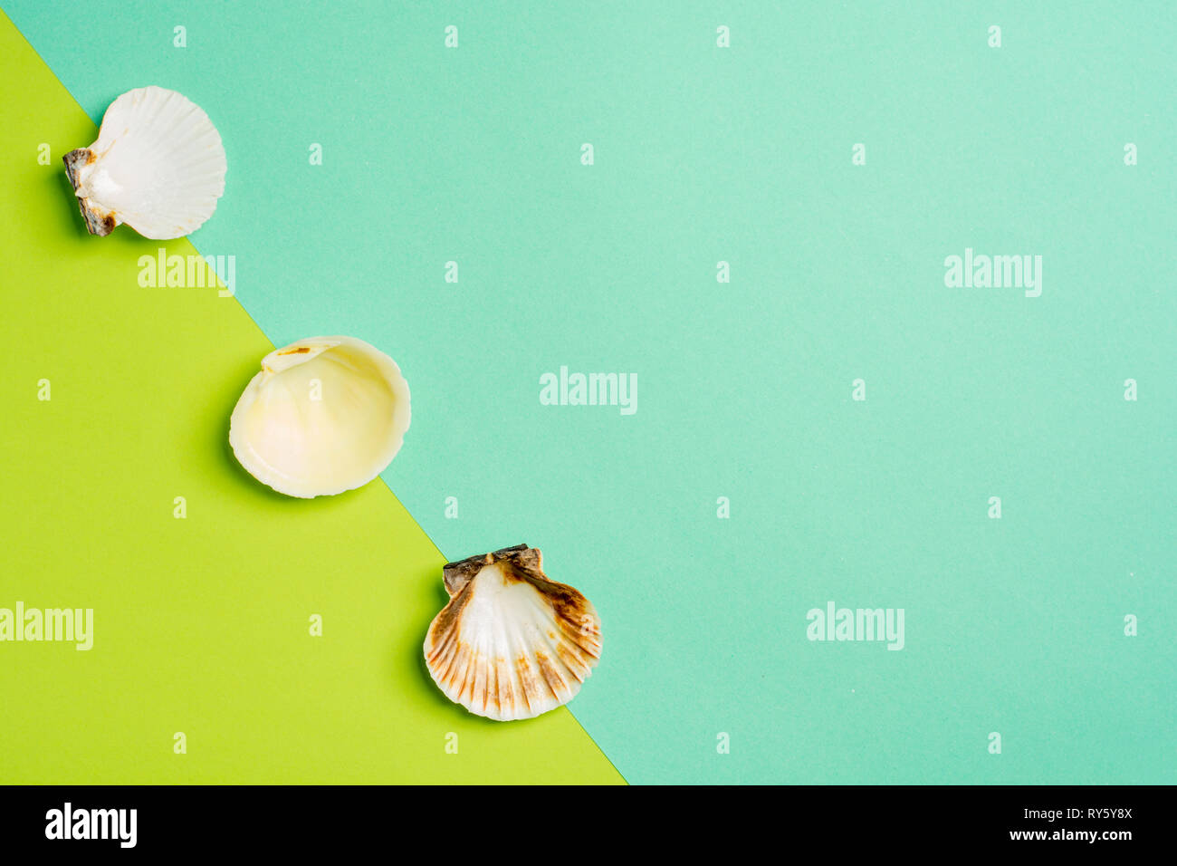 Summer holidays. Seashells on a light blue and green background. Sea souvenirs. Summer concept. Flat lay, top view, copy space. Stock Photo