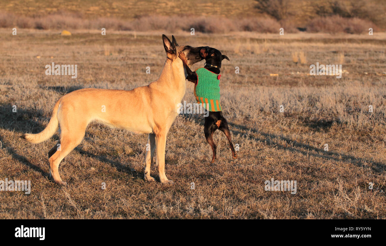 mini belgian shepherd