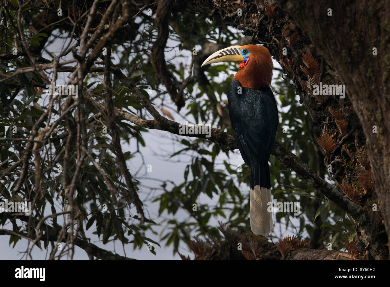 The image of Rufous-necked hornbill (Aceros nipalensis)  in Latpanchor, Darjeeling, West Bengal, India Stock Photo
