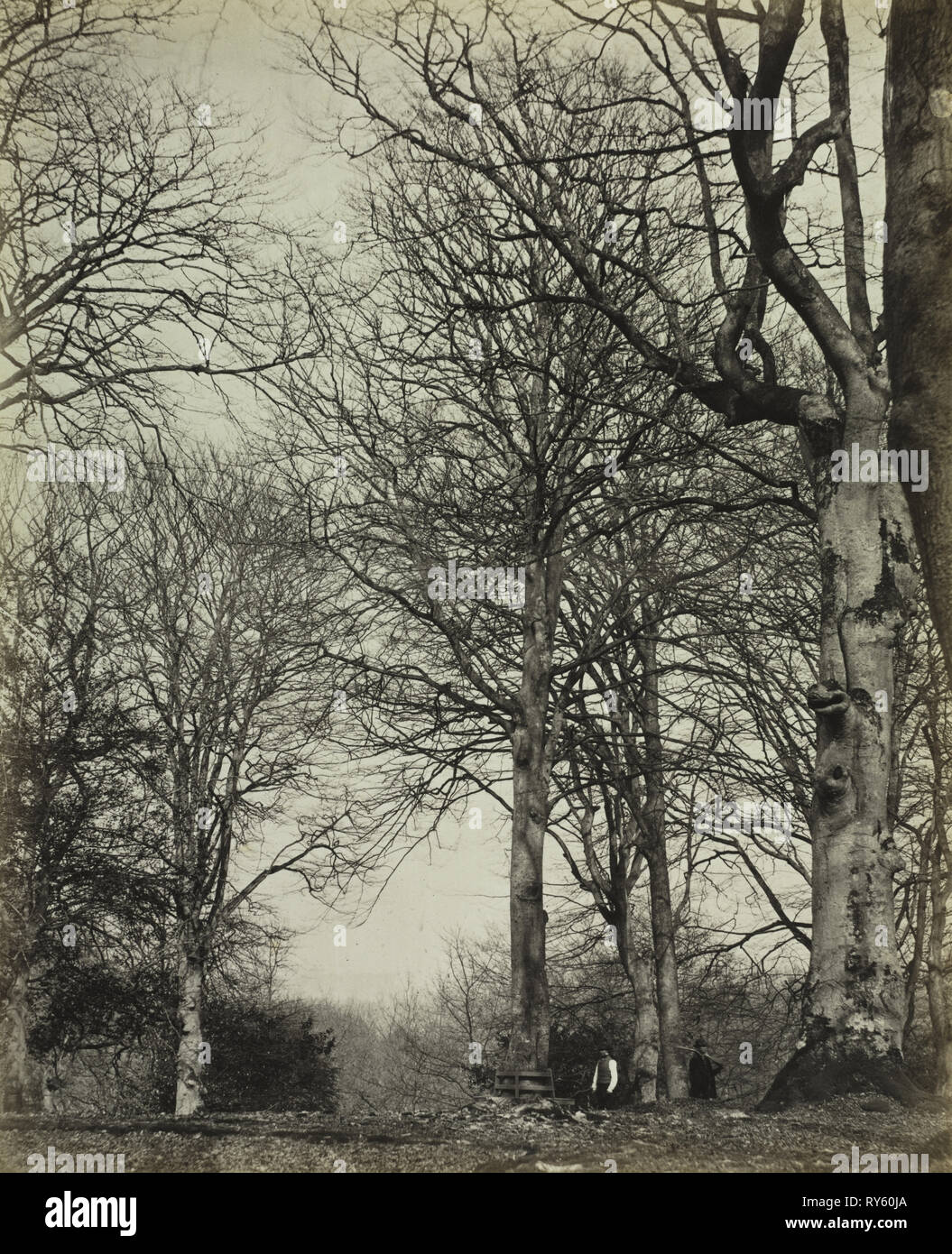 The History of Windsor's Great Park and Windsor Forest by William Menzies (book): Queen Adelaide's Beech, before 1864. James Sinclair, 14th Earl of Caithness (British, 1821-1881), or William Bambridge (British, 1819-1879), Longman, Green, Longman, Roberts & Green. Albumen print from wet collodion negative; image: 29.1 x 23.5 cm (11 7/16 x 9 1/4 in.); matted: 61 x 50.8 cm (24 x 20 in Stock Photo