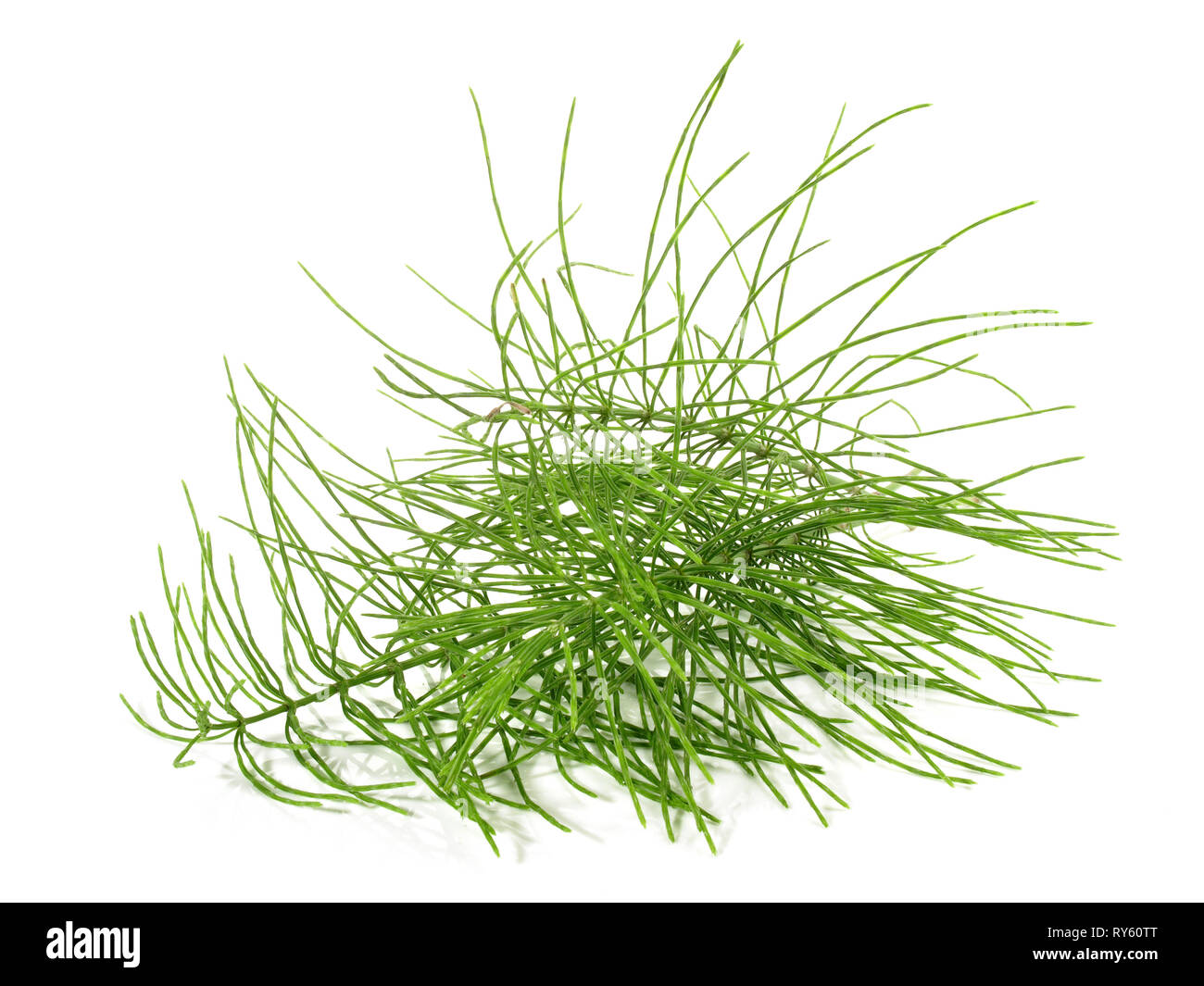 Common horsetail hires stock photography and images Alamy