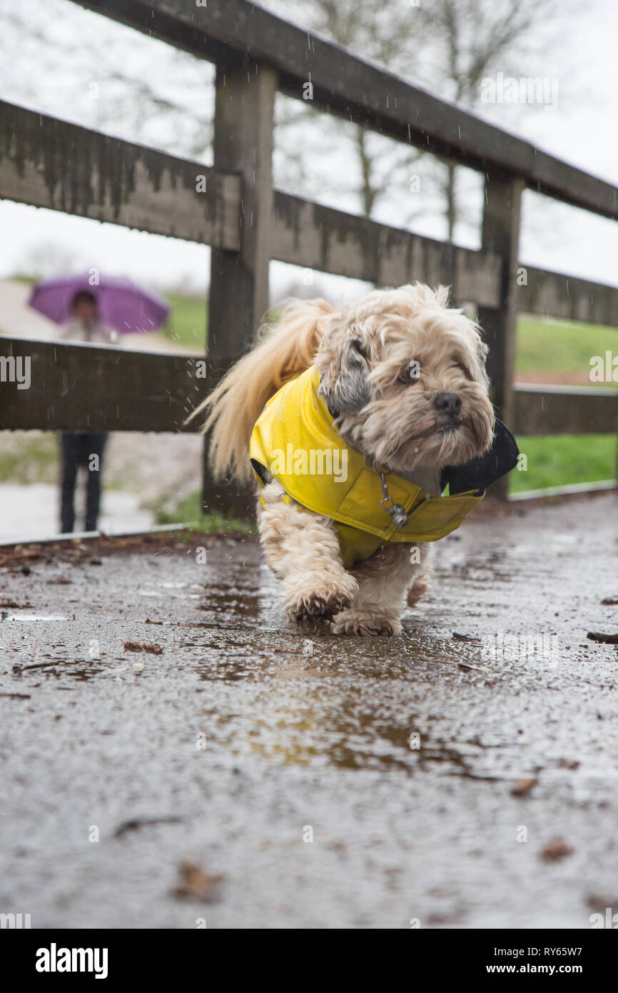 Raining cats and dogs hires stock photography and images Alamy
