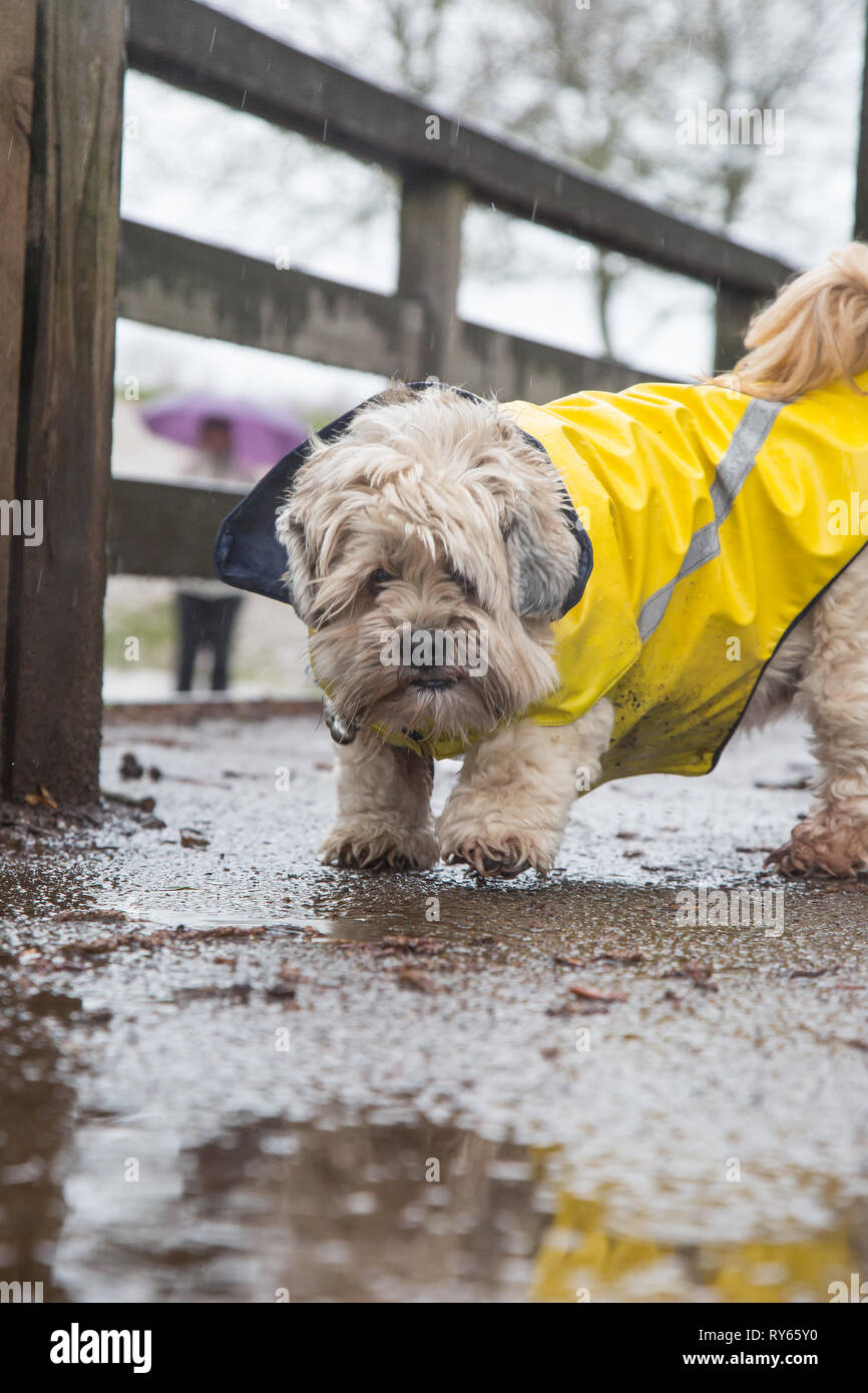 Walking The Dog In The Rain High Resolution Stock Photography and Images Alamy