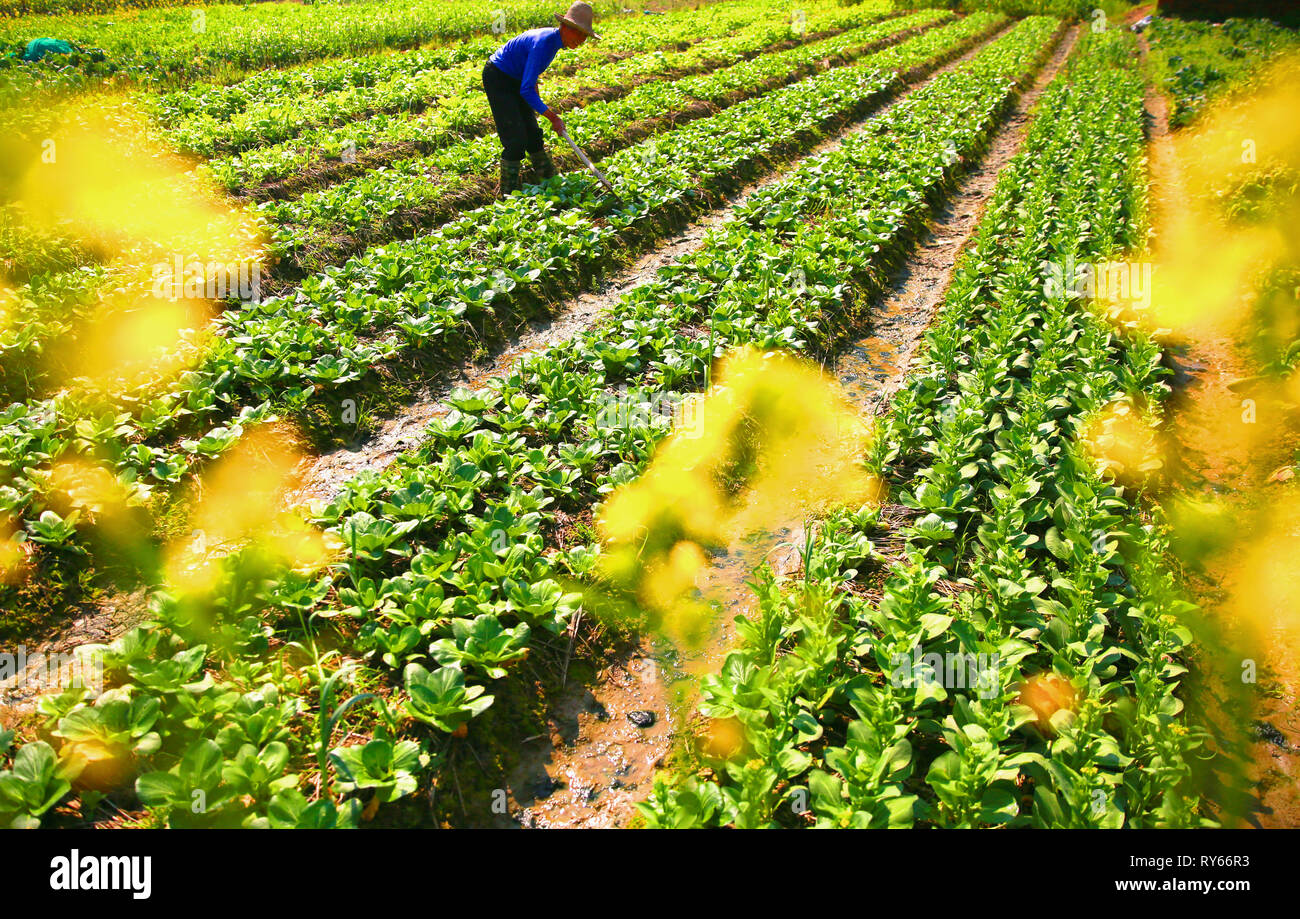 Ji'an, China's Jiangxi Province. 12th Mar, 2019. A farmer works in fields at Ximen Village of Chengjiang Township in Taihe County, east China's Jiangxi Province, March 12, 2019. With the temperature rising, farmers are busy with their farm work. Credit: Sima Tianmin/Xinhua/Alamy Live News Stock Photo