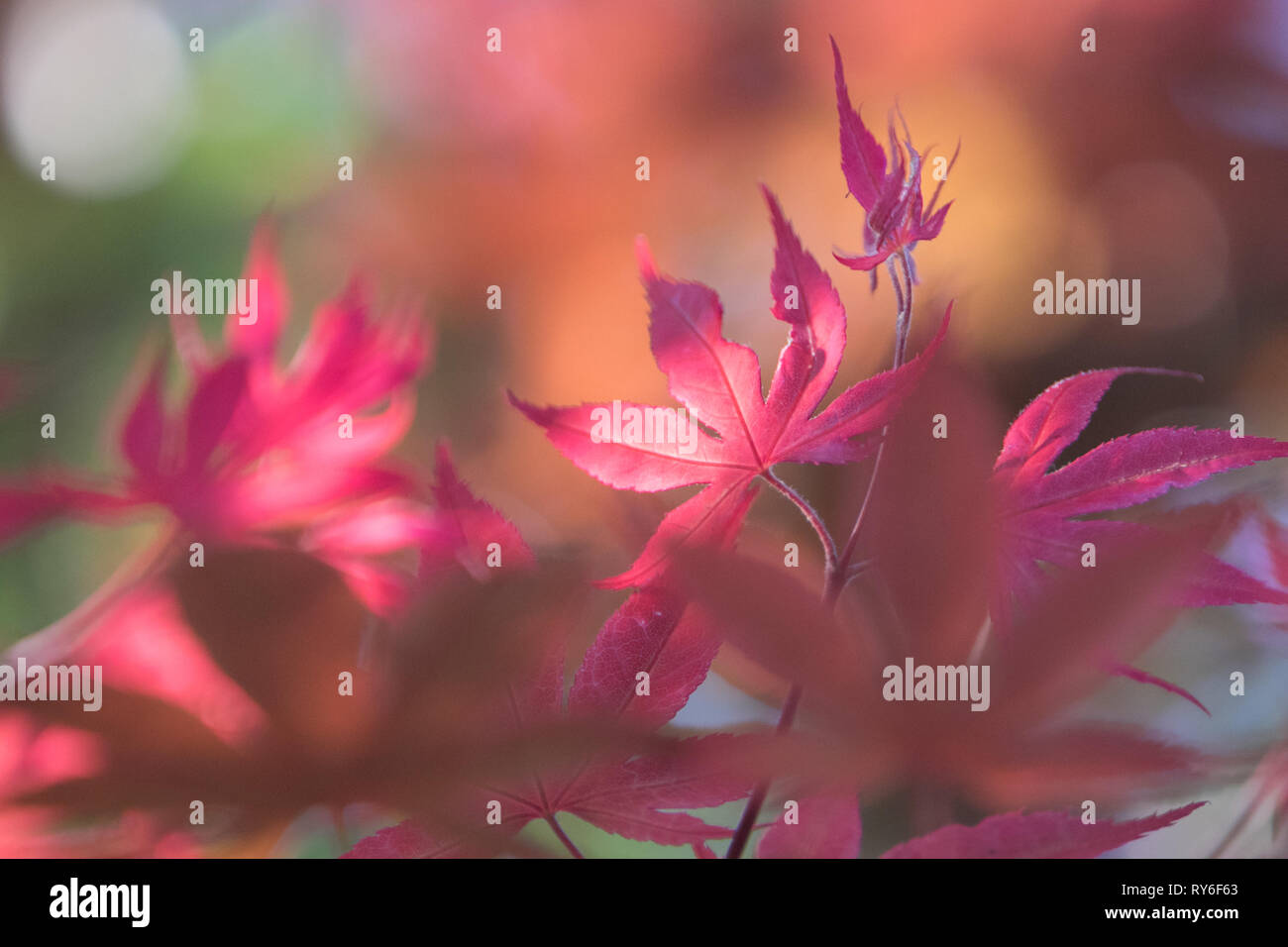 Blurred red maple leaves hi-res stock photography and images - Alamy
