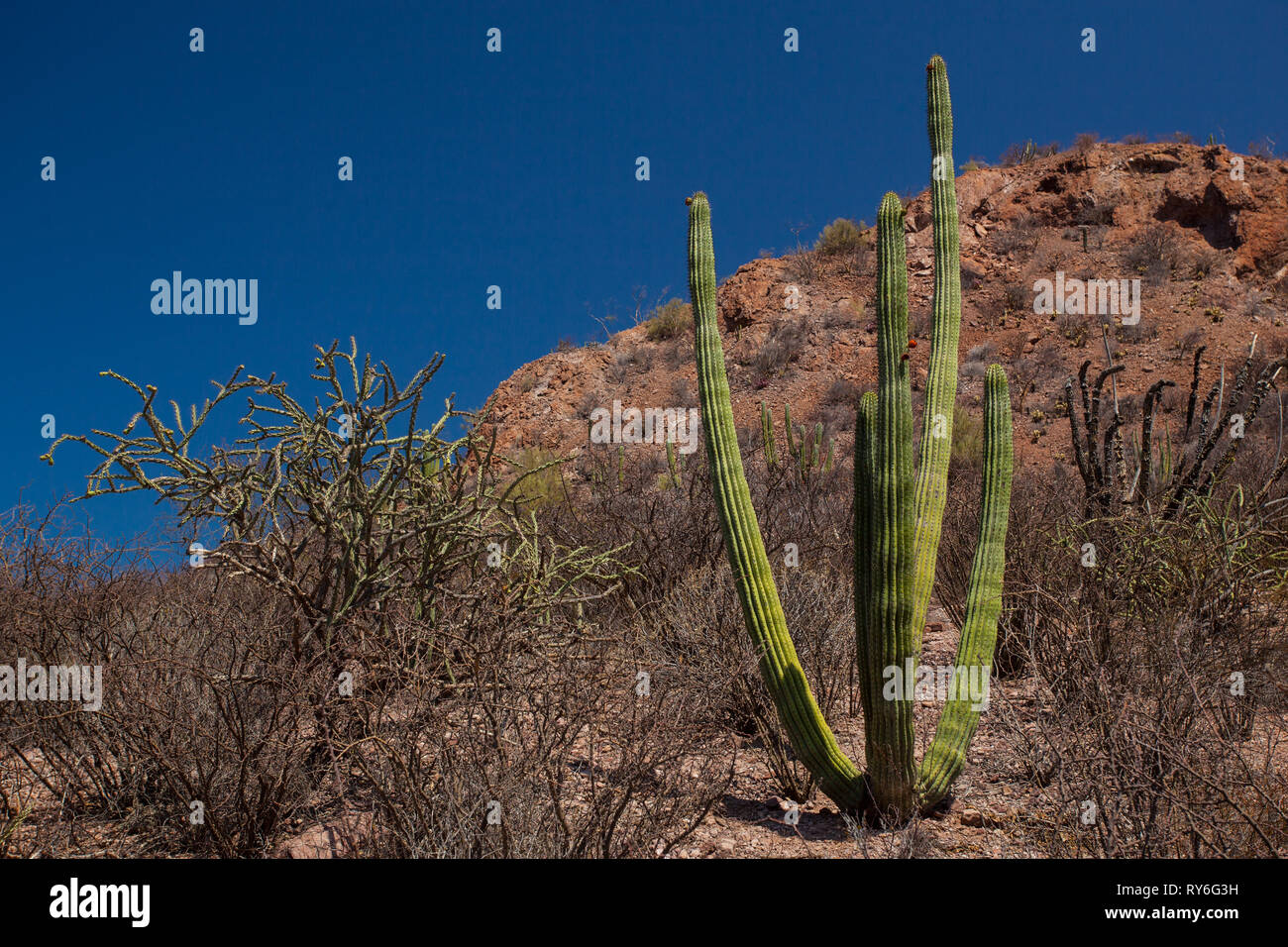 Cajon del Diablo, Mpo. Guaymas, Sonora, Mexico Stock Photo