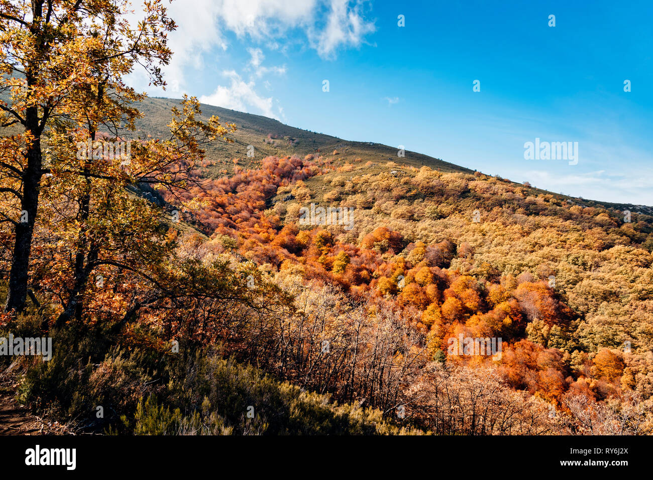 Beech trees on mountain in forest against sky during autumn Stock Photo