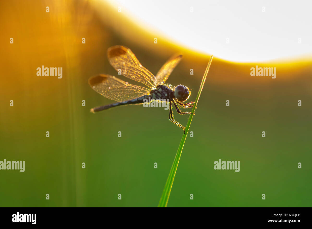 Close-up of dragonfly perching on plant stem during sunset Stock Photo