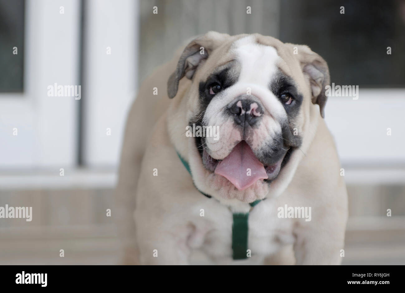 Portrait of English Bulldog sticking out tongue at home Stock Photo
