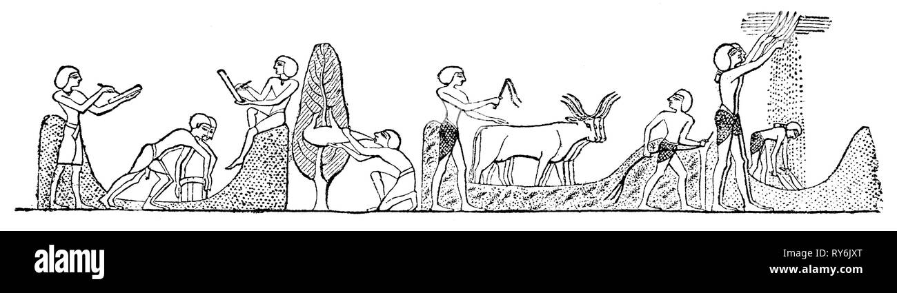 Искусство древнего египта фрески. Сельскохозяйственные работы в египте начинались. Сельскохозяйственные работы в египте начинались. Фрески египет земледелие. Земледелие в древнем египте.