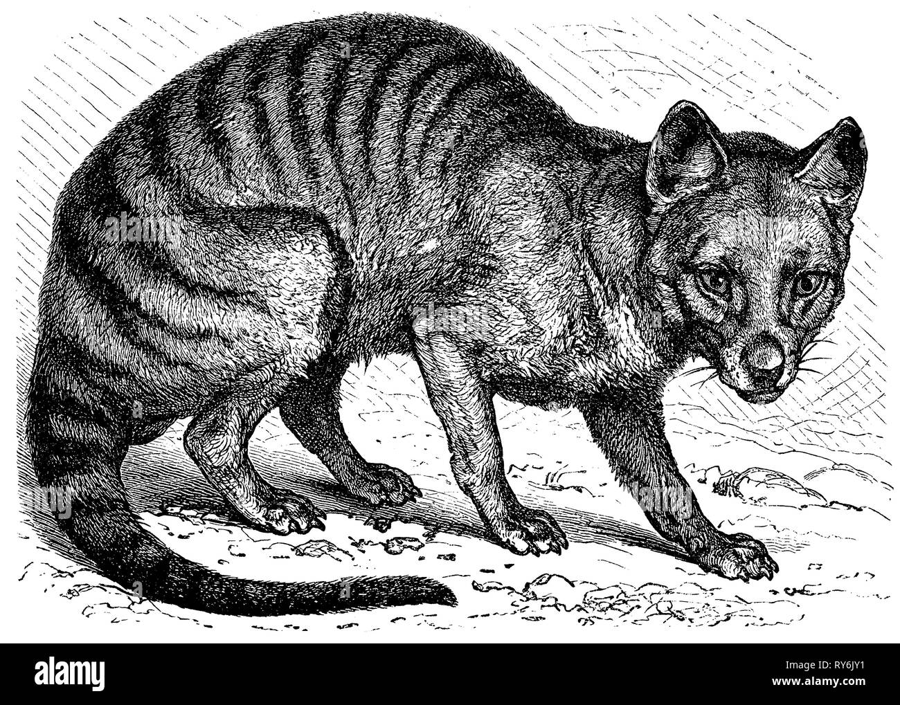 thylacine,   1898 Stock Photo