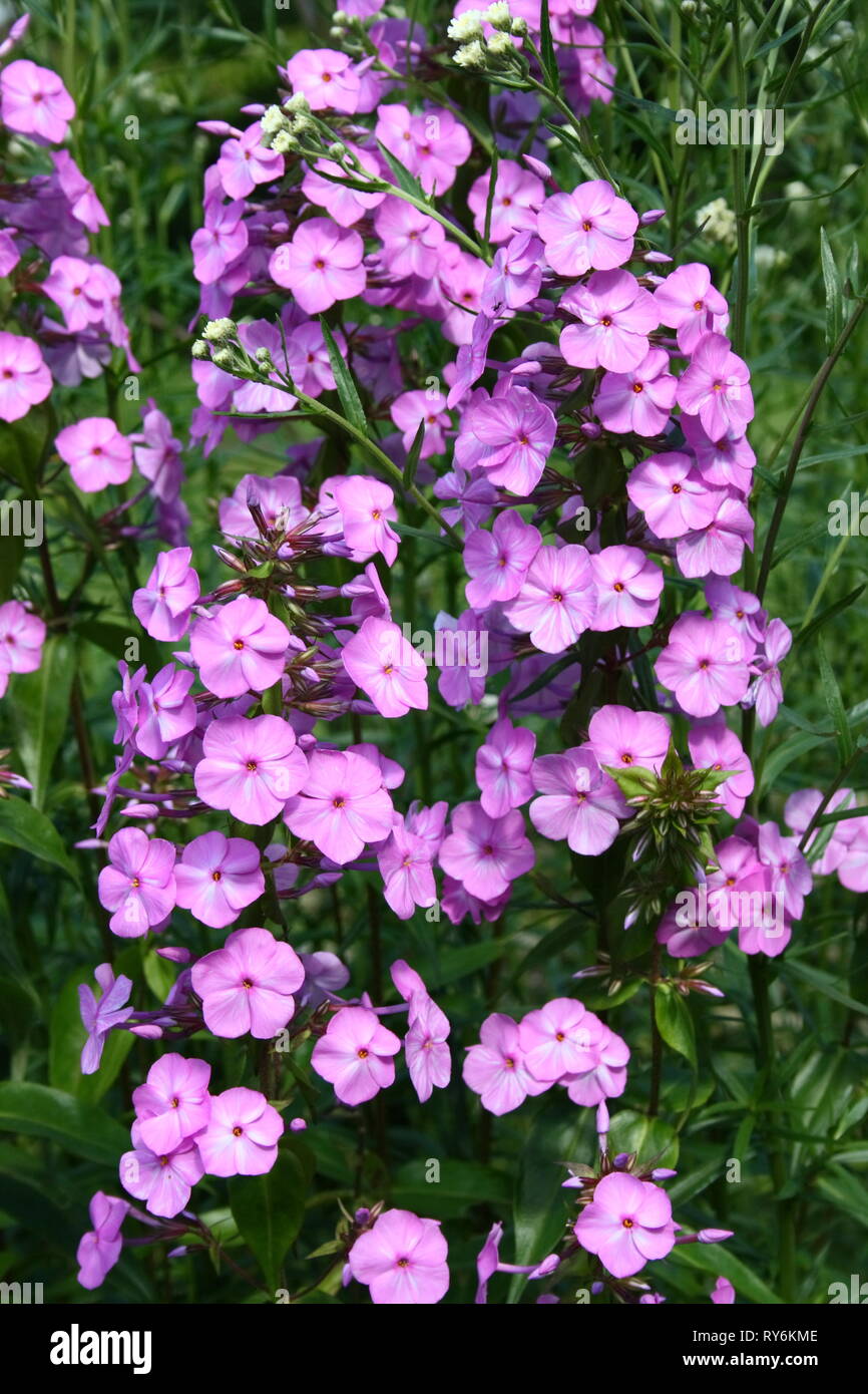 A pink flowering Phlox (Phlox) Stock Photo