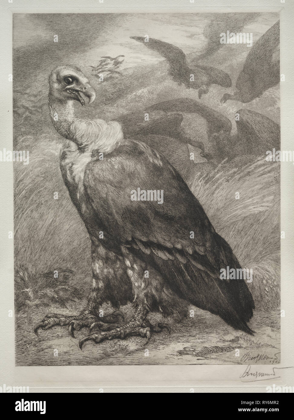 The Vulture, 1904. Félix Bracquemond (French, 1833-1914), Emil Dolot (Société des amis de l'estampes français). Etching; sheet: 60.8 x 44.4 cm (23 15/16 x 17 1/2 in.); platemark: 36.4 x 26.5 cm (14 5/16 x 10 7/16 in Stock Photo