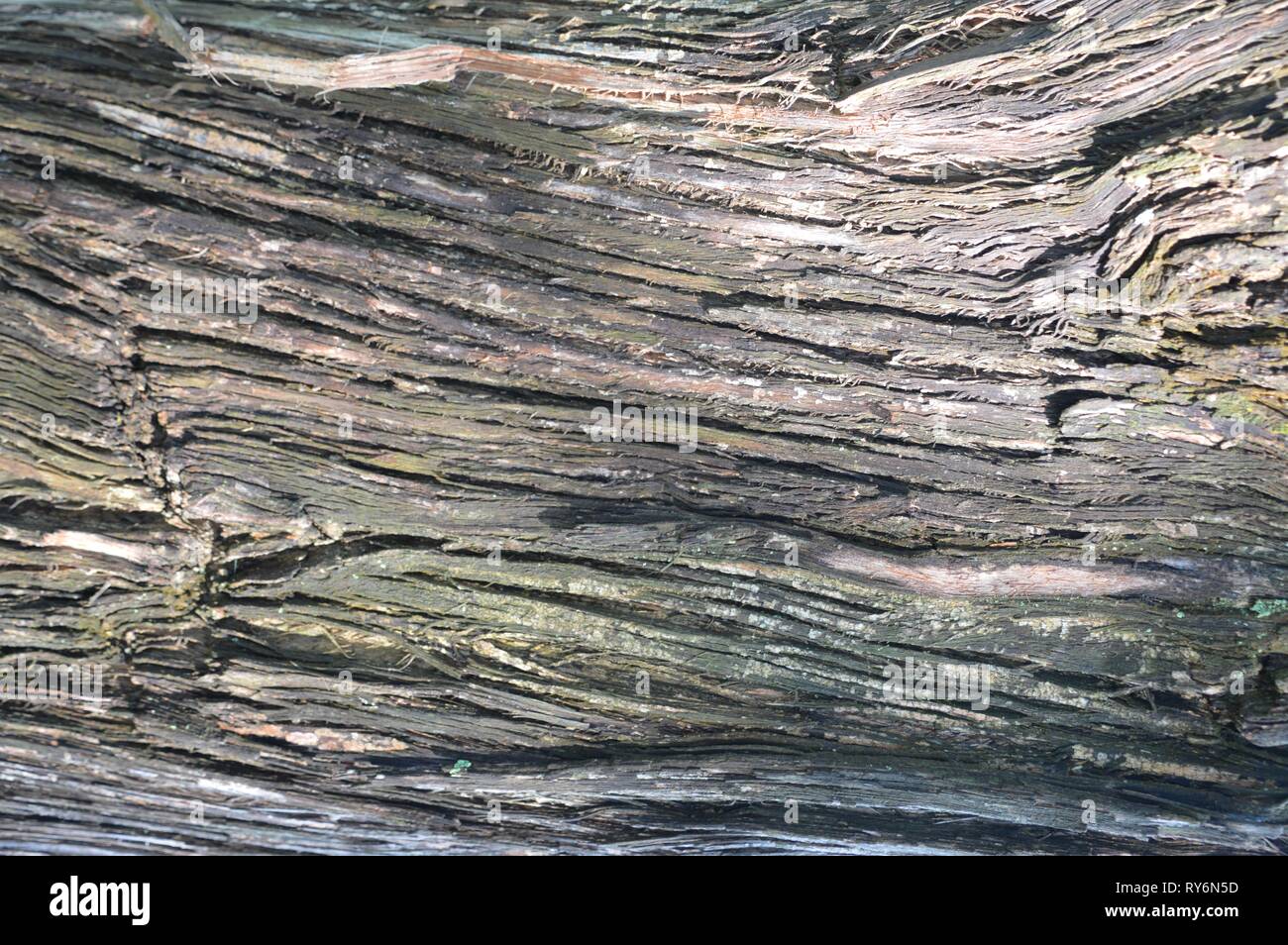 dark brown wooden bark Stock Photo