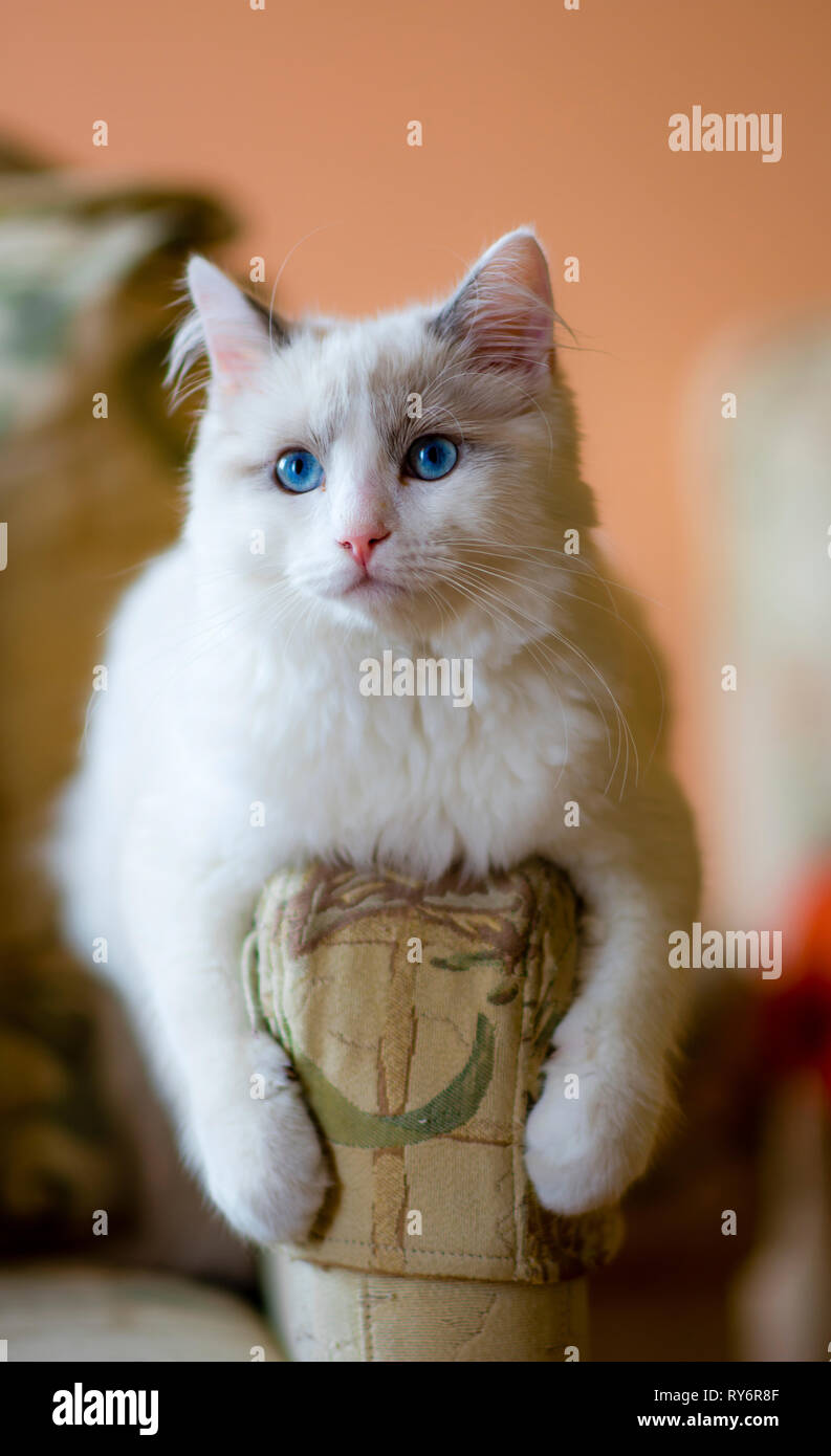 Cat living room hair hires stock photography and images Alamy