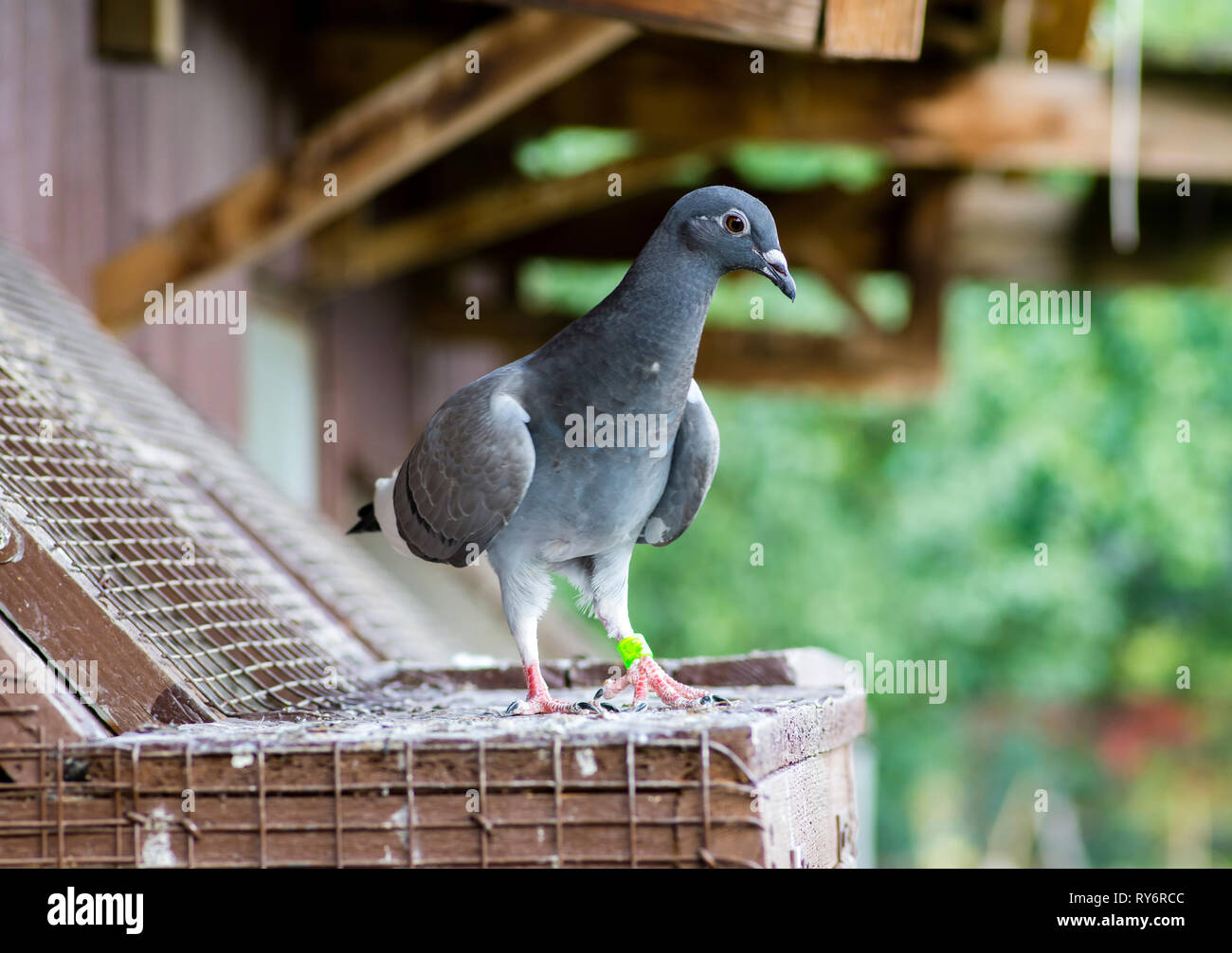 Homing pigeon hires stock photography and images Alamy