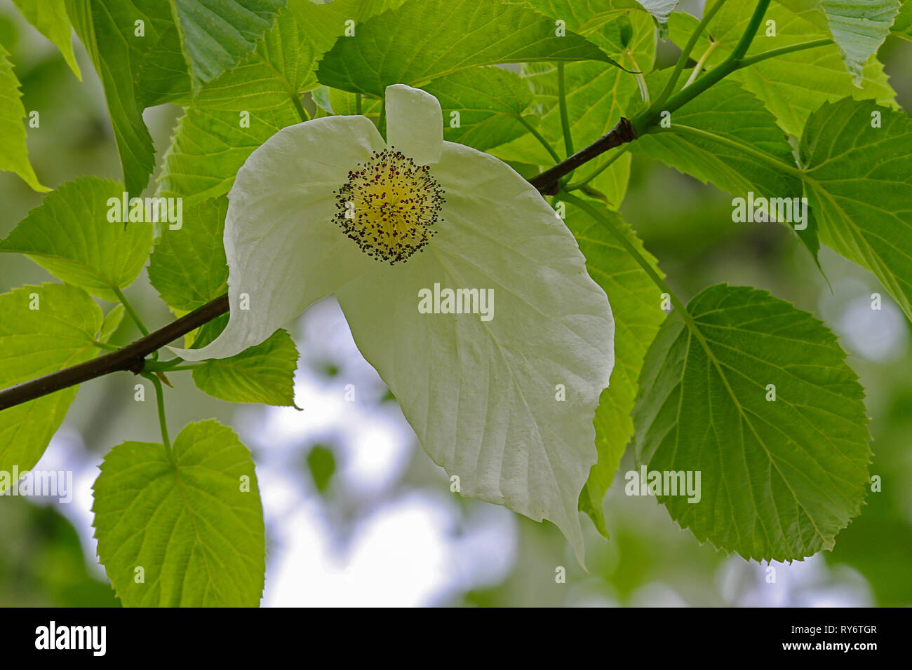 delicate blossom of a handkerchief tree Stock Photo