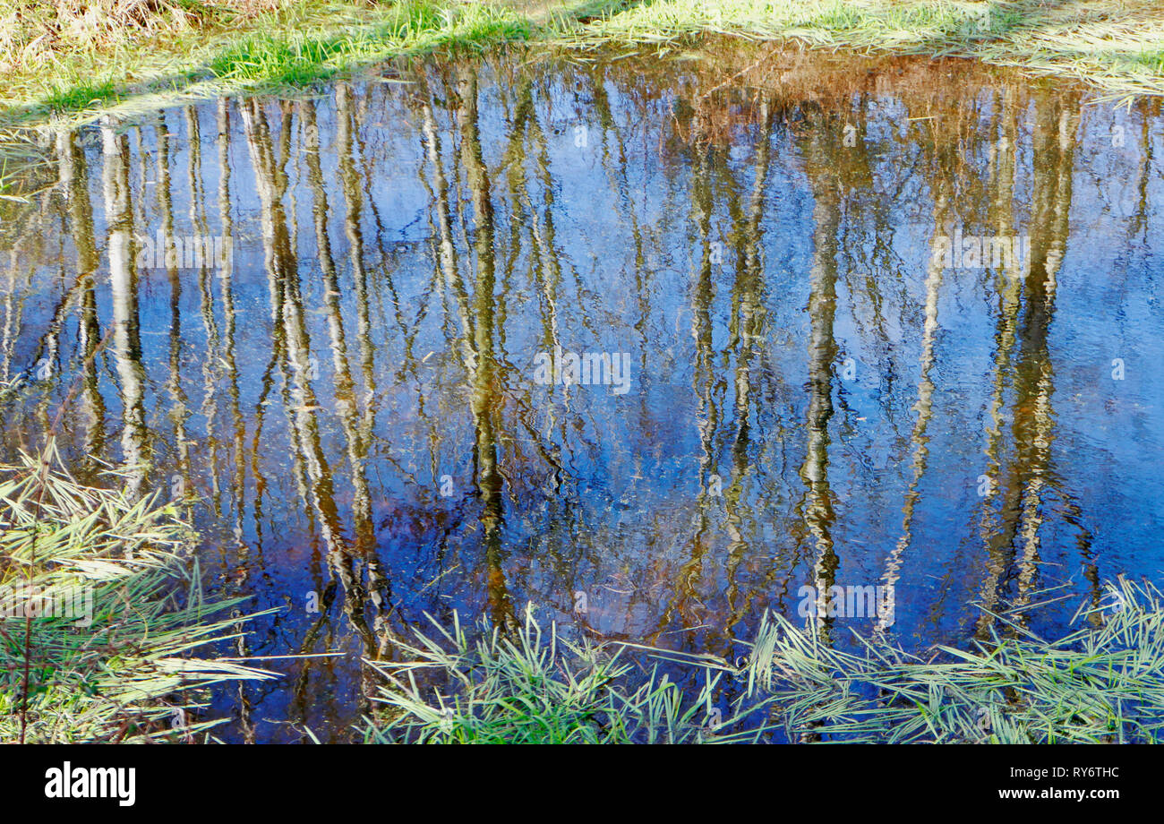 Reflections of Silver Birch, Betula pendula, in a pond in the SSSI location at Alderford Common, Norfolk, England, United Kingdom, Europe. Stock Photo