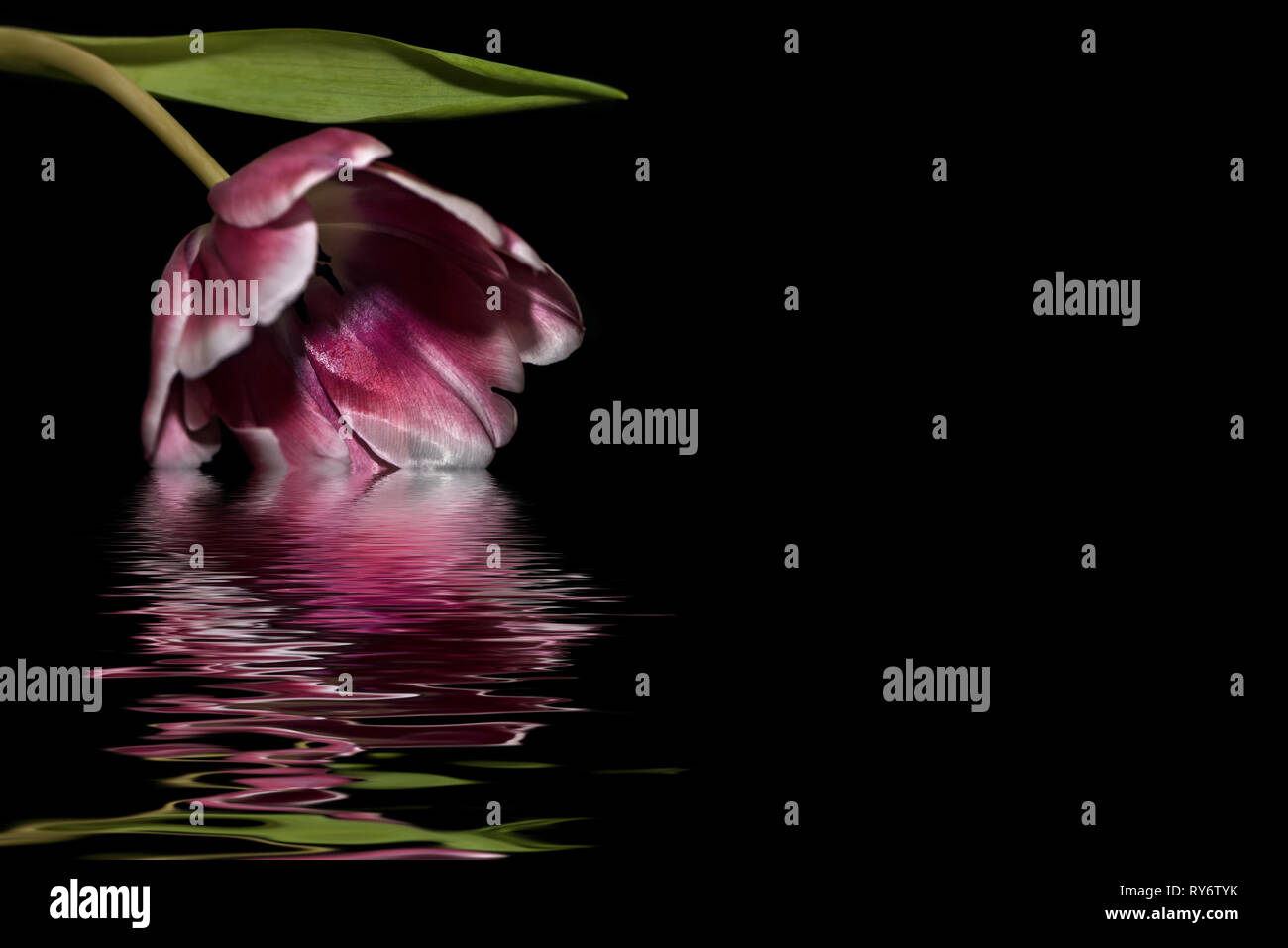 Backlit pink tulip petals hi-res stock photography and images - Alamy