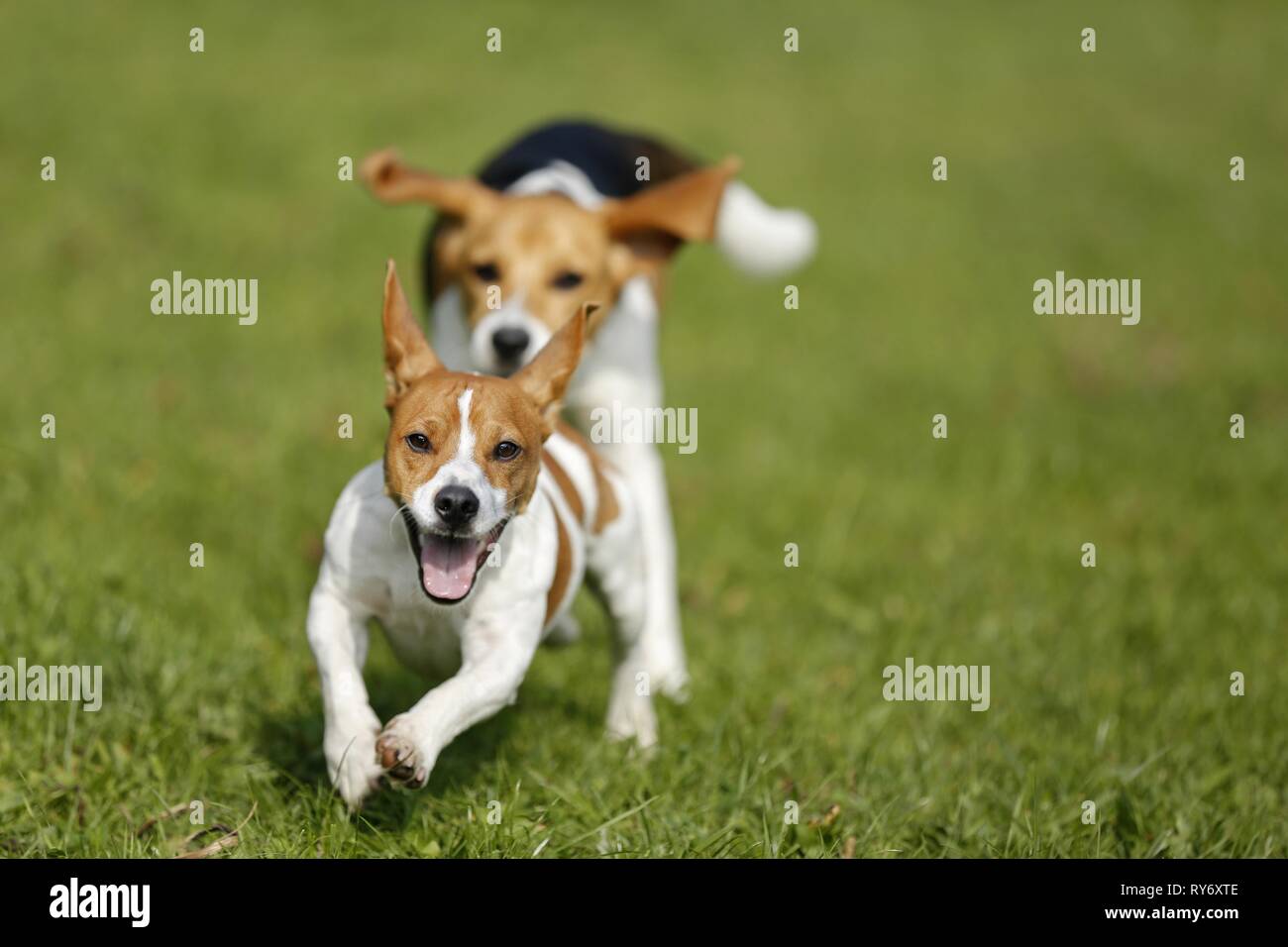 Chased by dogs hi-res stock photography and images - Alamy