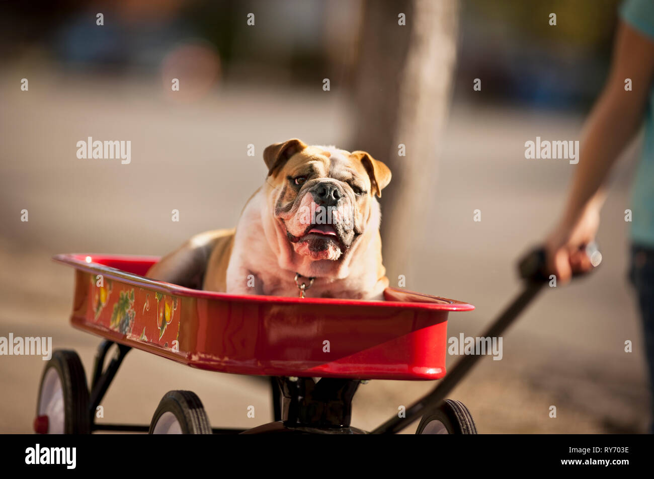 Young girl pulling her bulldog in a red wagon Stock Photo Alamy
