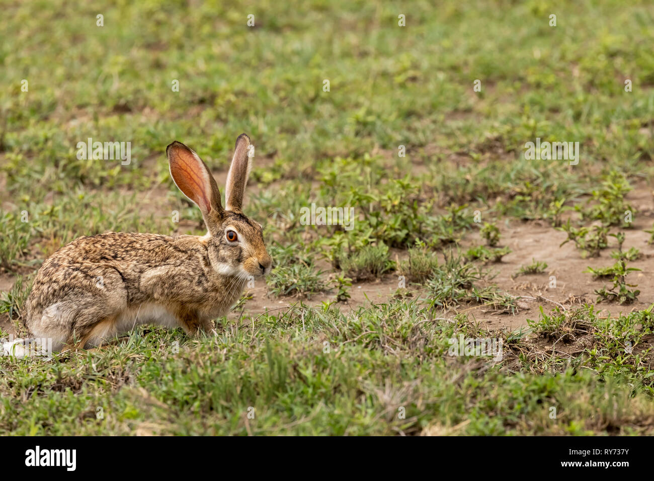 Cape Hare (Lepus capensis) on the savannah in Ngorongoro Crater, Tanzania Stock Photo