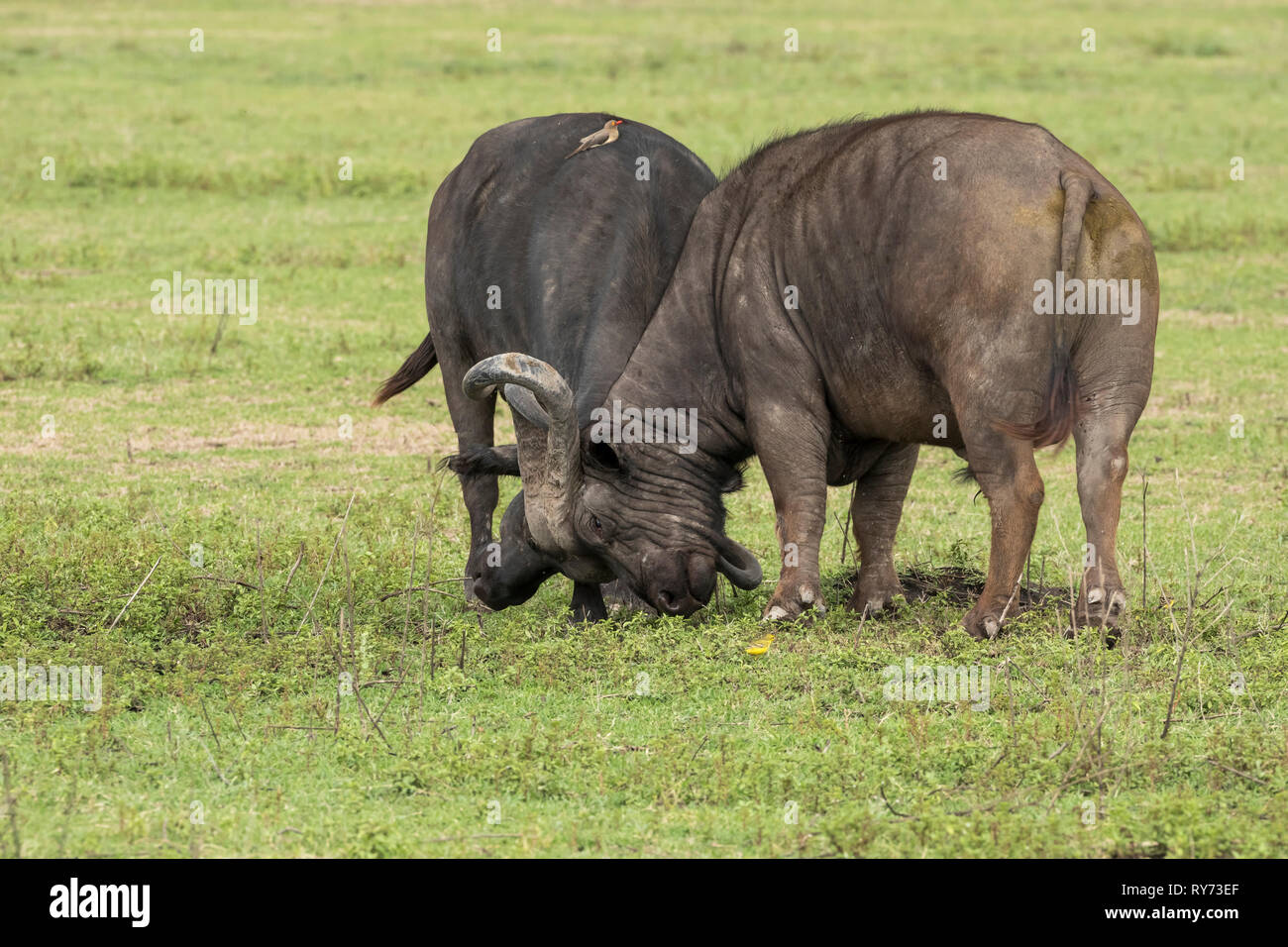 Cape Buffalo (Syncerus caffer) with red-billed oxpeckers, males fighting on the savannah in Ngorongoro Crater, Tanzania Stock Photo