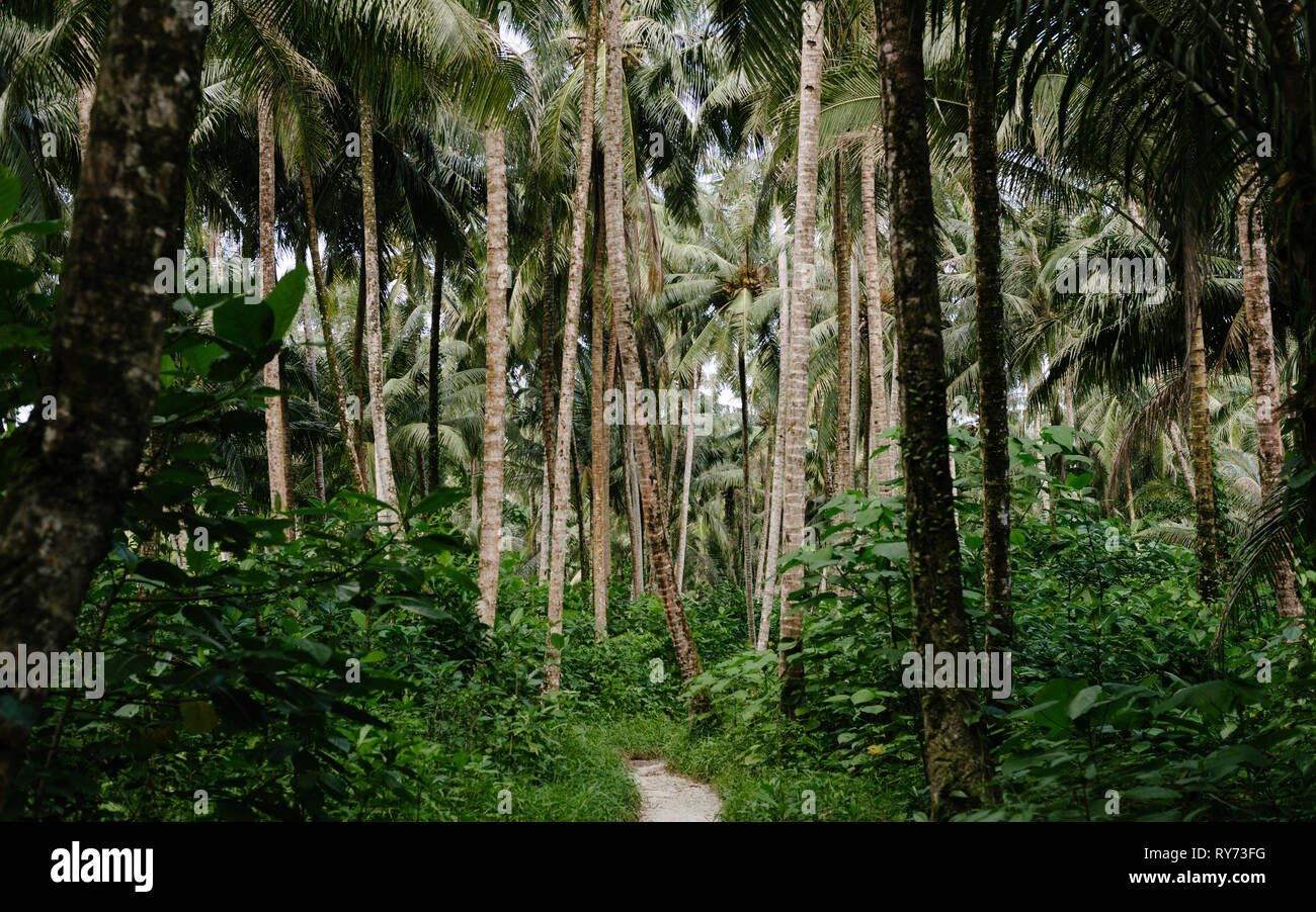 Palm trees plants hi-res stock photography and images - Alamy