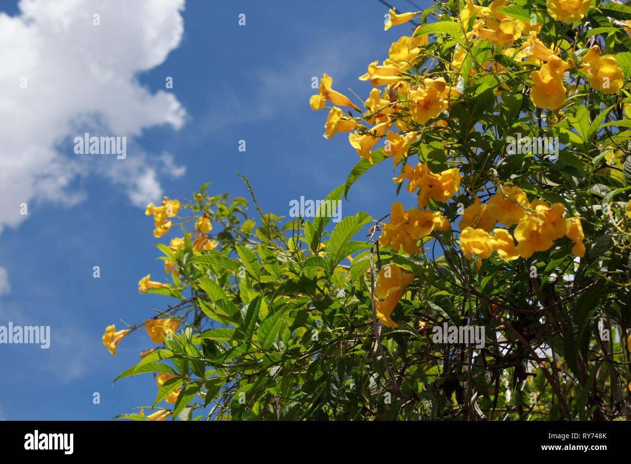 Tecoma Stans. Yellow  flower blooming in every season in Brazil. Stock Photo